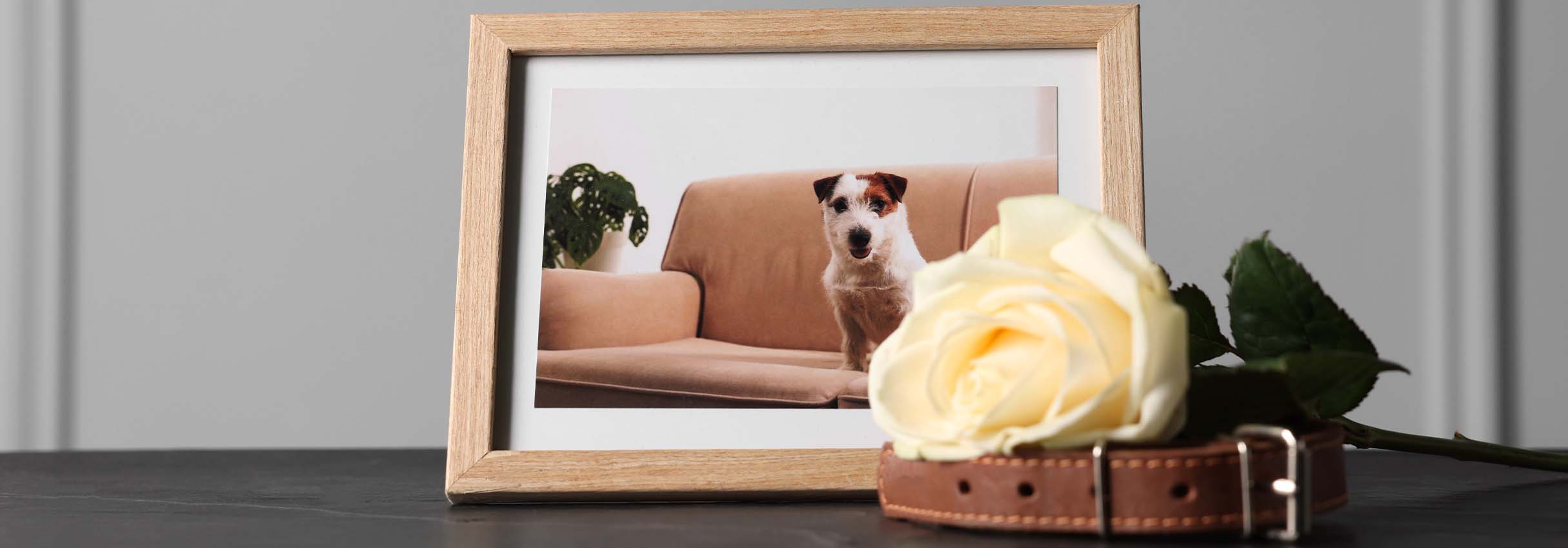 un portarretrato de un perro junto con una rosa blanca